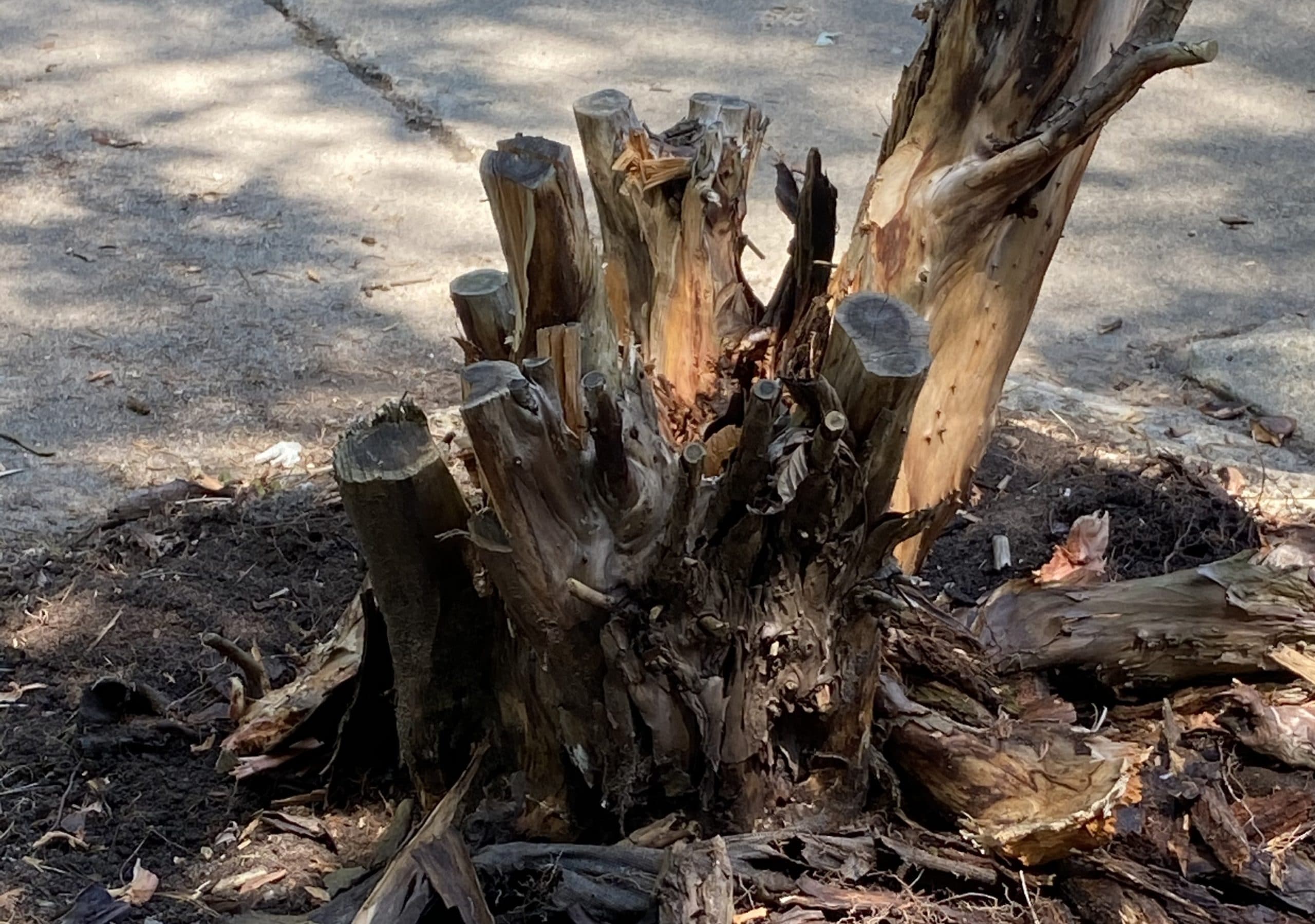 記事の写真